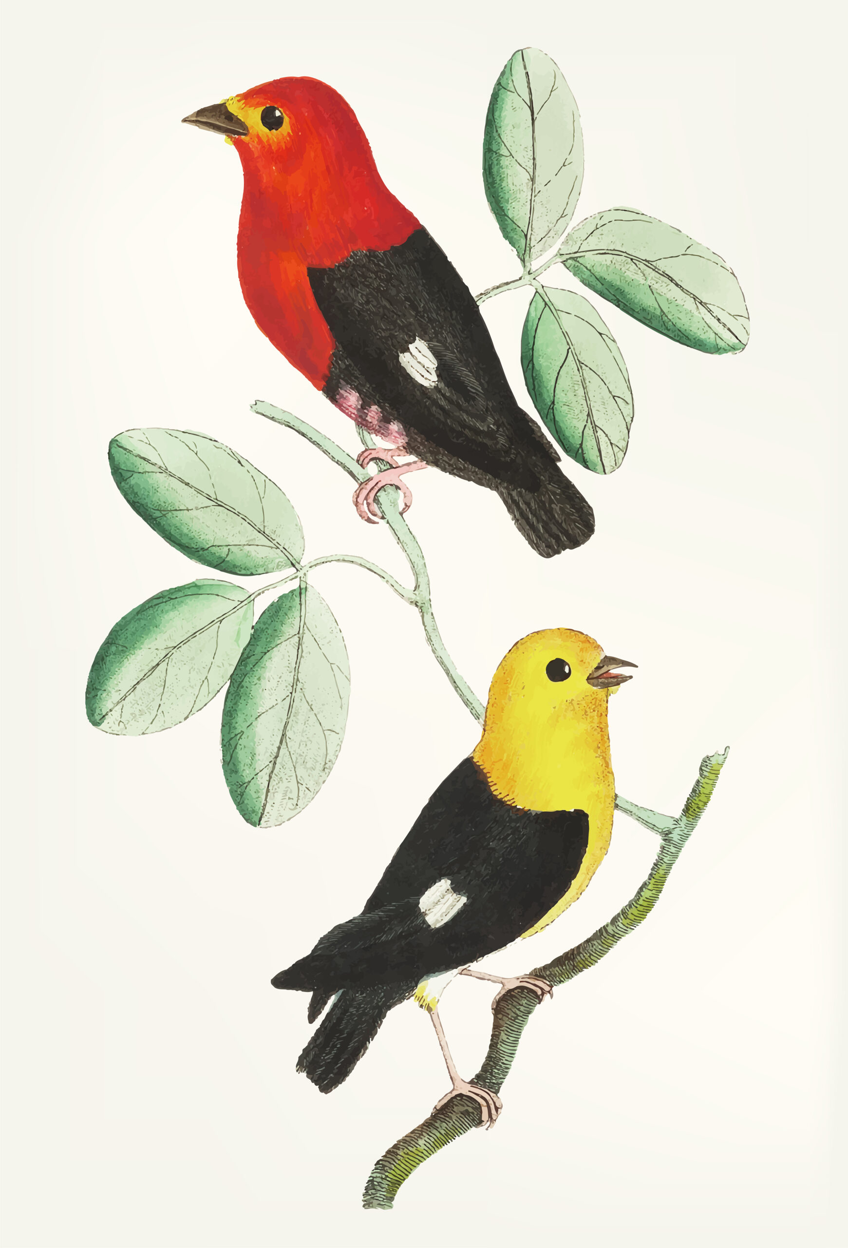 Hand drawn of manakin