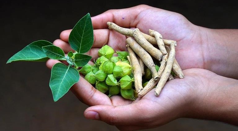 Ce este Ashwagandha?